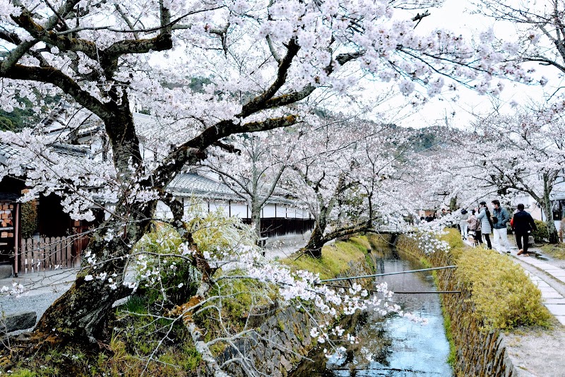 哲学の道（京都）